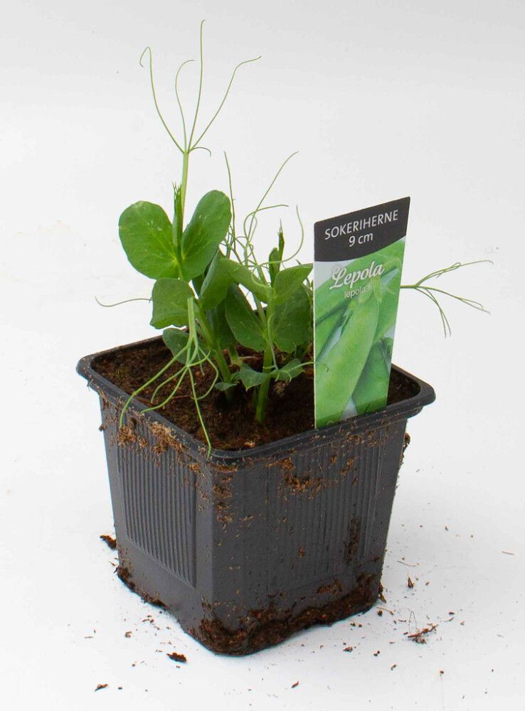 Sokeriherne Kotimainen Ø 9 cm