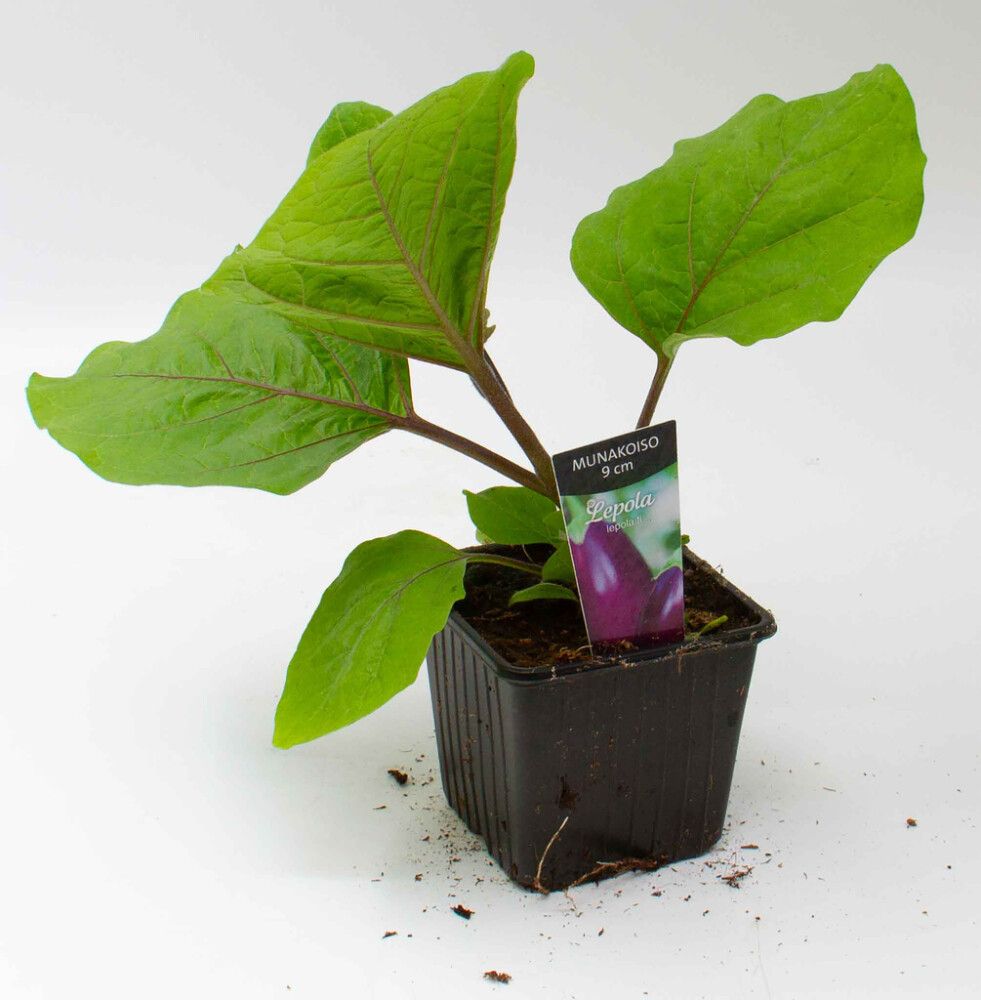 Munakoiso Kotimainen Ø 9 cm