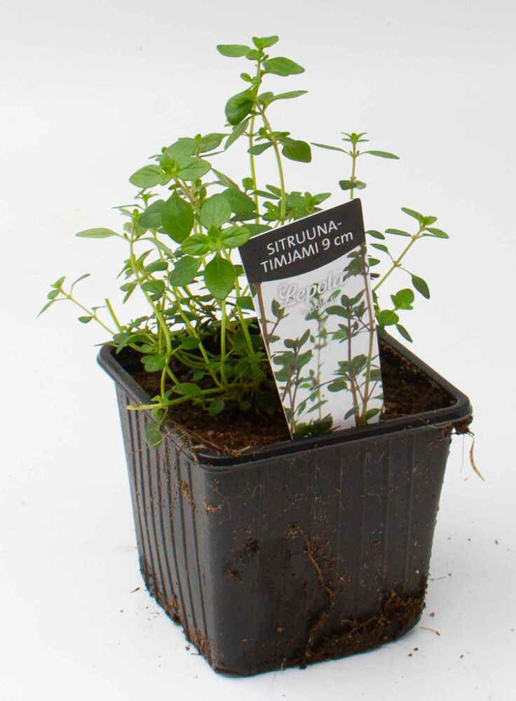 Sitruunatimjami Kotimainen Ø 9 cm