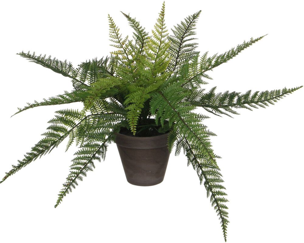 Silkkikasvi Saniainen 38 cm