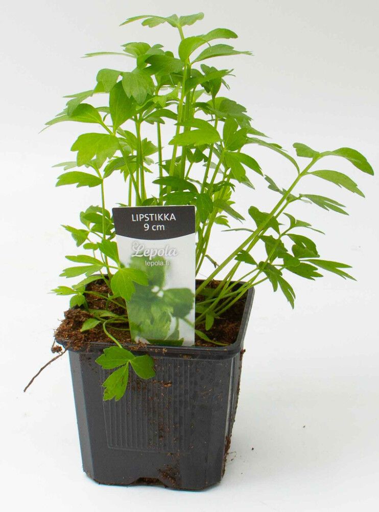 Lipstikka Kotimainen Ø 9 cm