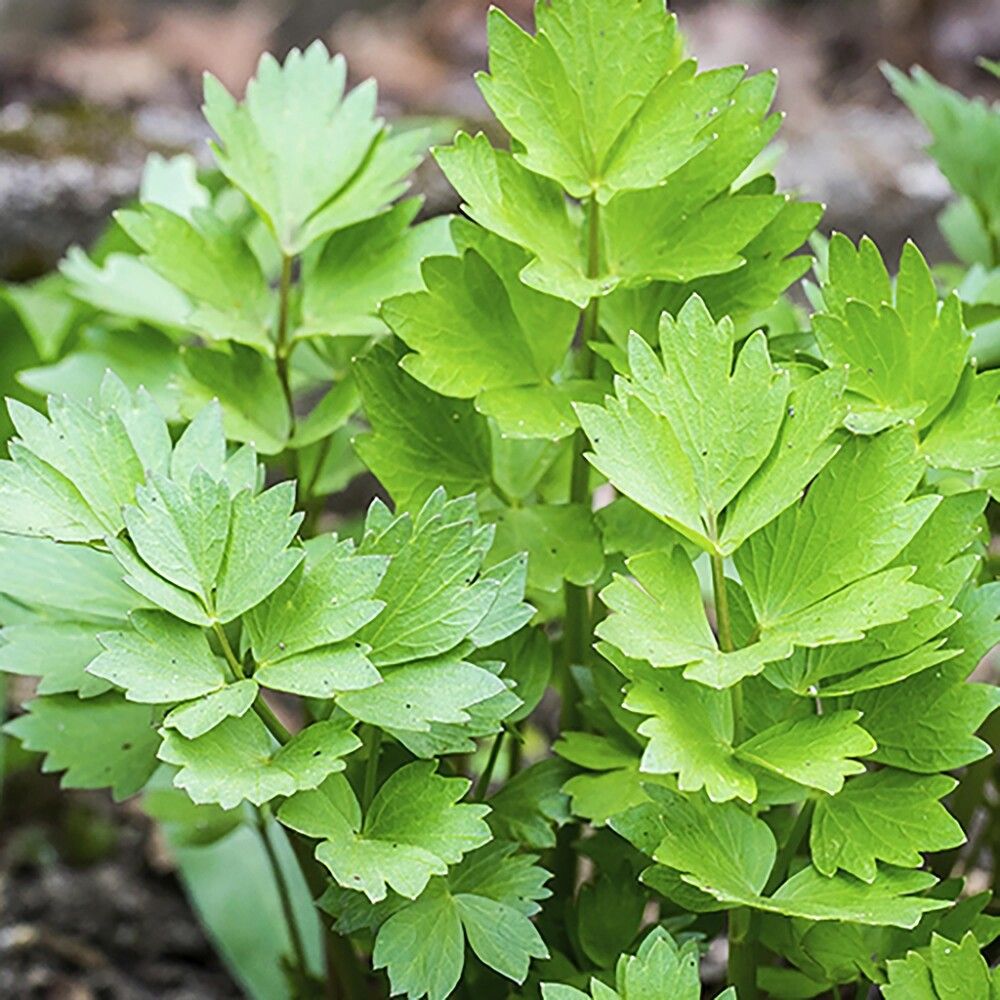 Lipstikka Kotimainen Ø 9 cm
