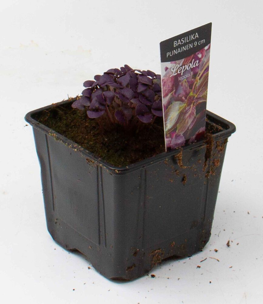 Punainen basilika Kotimainen Ø 9 cm