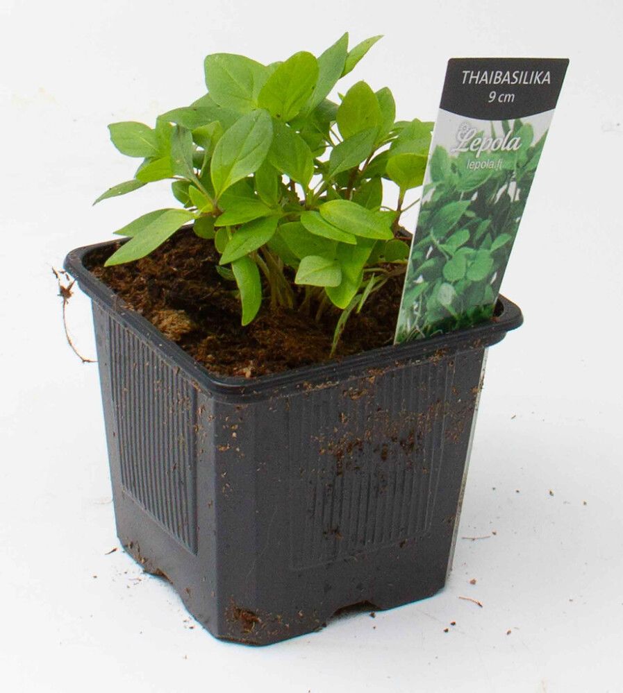 Thaibasilika Kotimainen Ø 9 cm