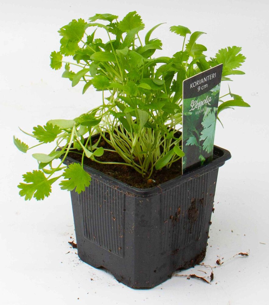 Korianteri Kotimainen Ø 9 cm