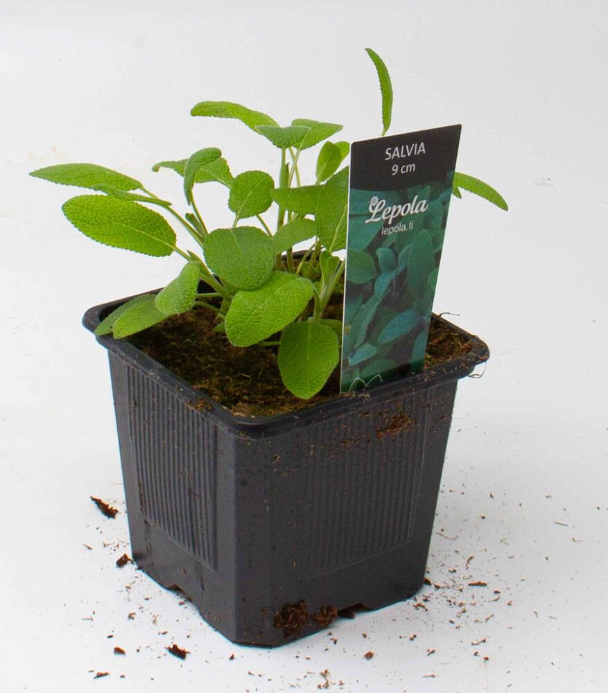 Salvia Kotimainen Ø 9 cm