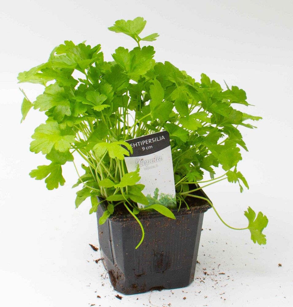 Lehtipersilja Kotimainen Ø 9 cm