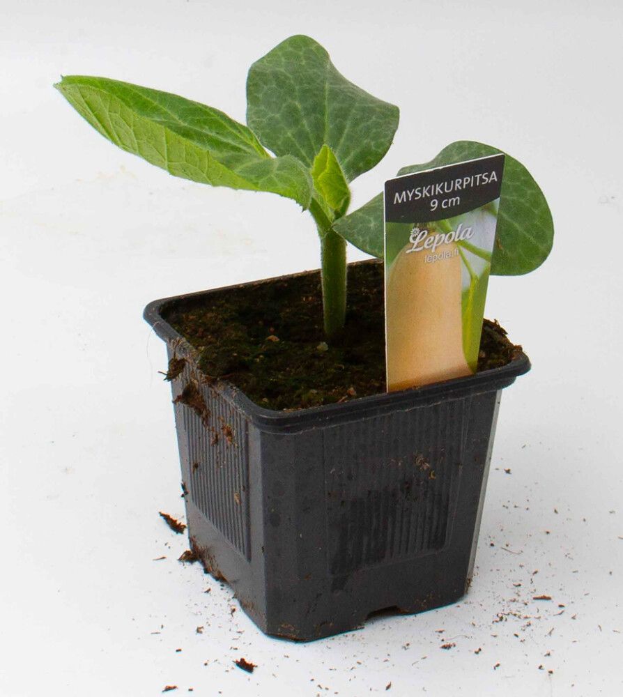 Myskikurpitsa Kotimainen Ø 9 cm