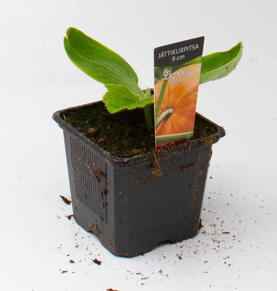 Jättikurpitsa Kotimainen Ø 9 cm