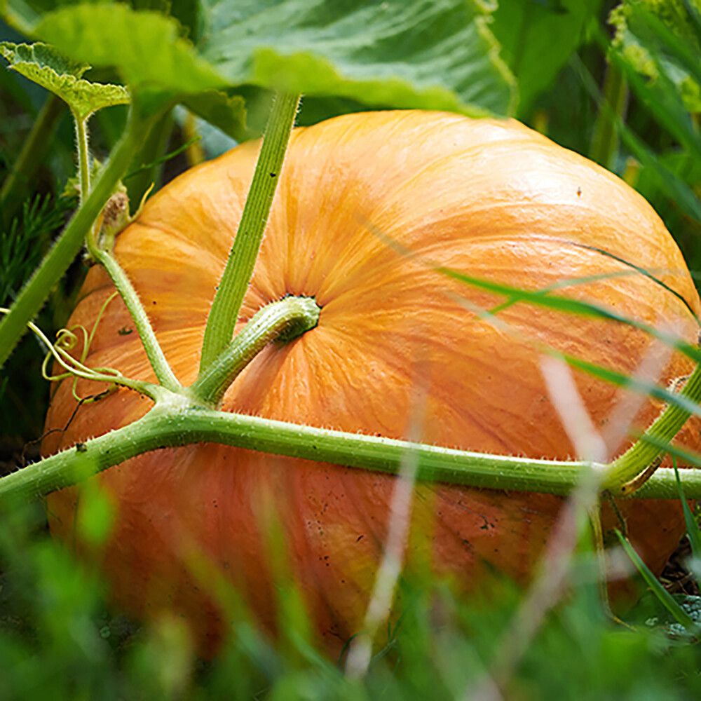 Jättikurpitsa Kotimainen Ø 9 cm