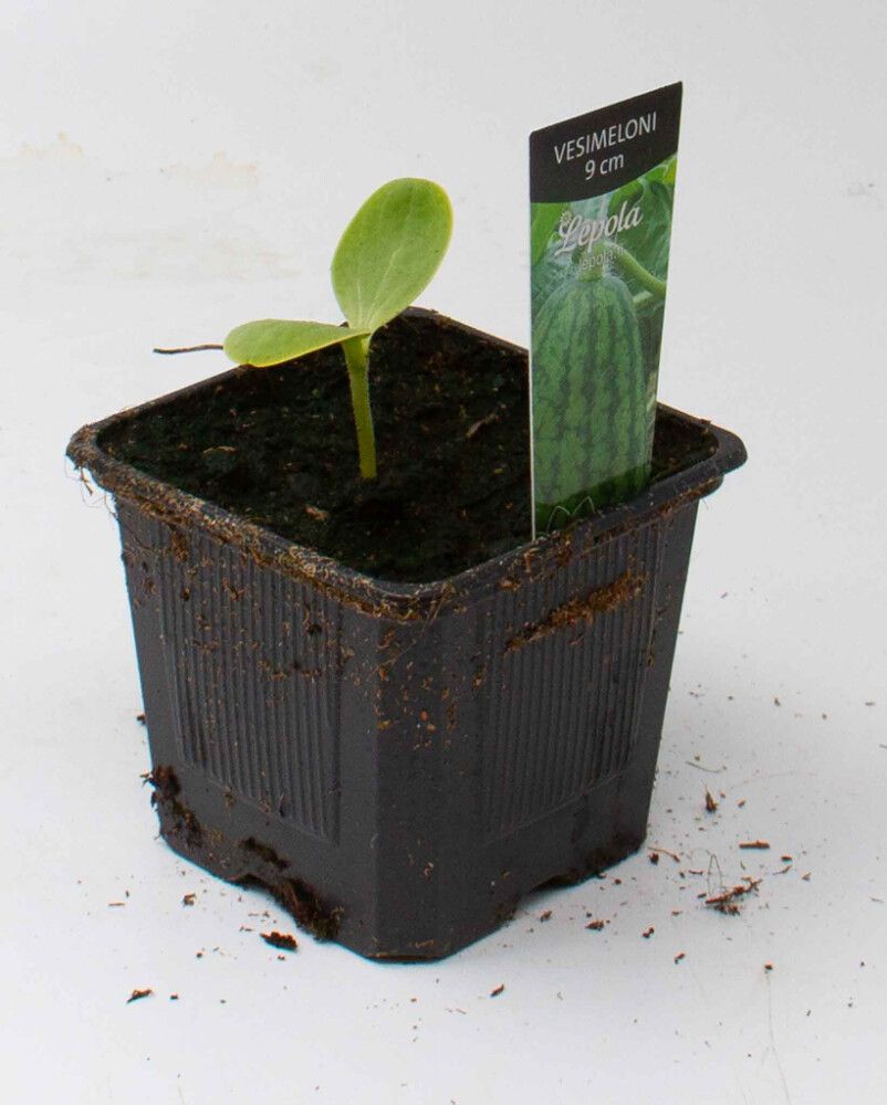 Vesimeloni Kotimainen Ø 9 cm