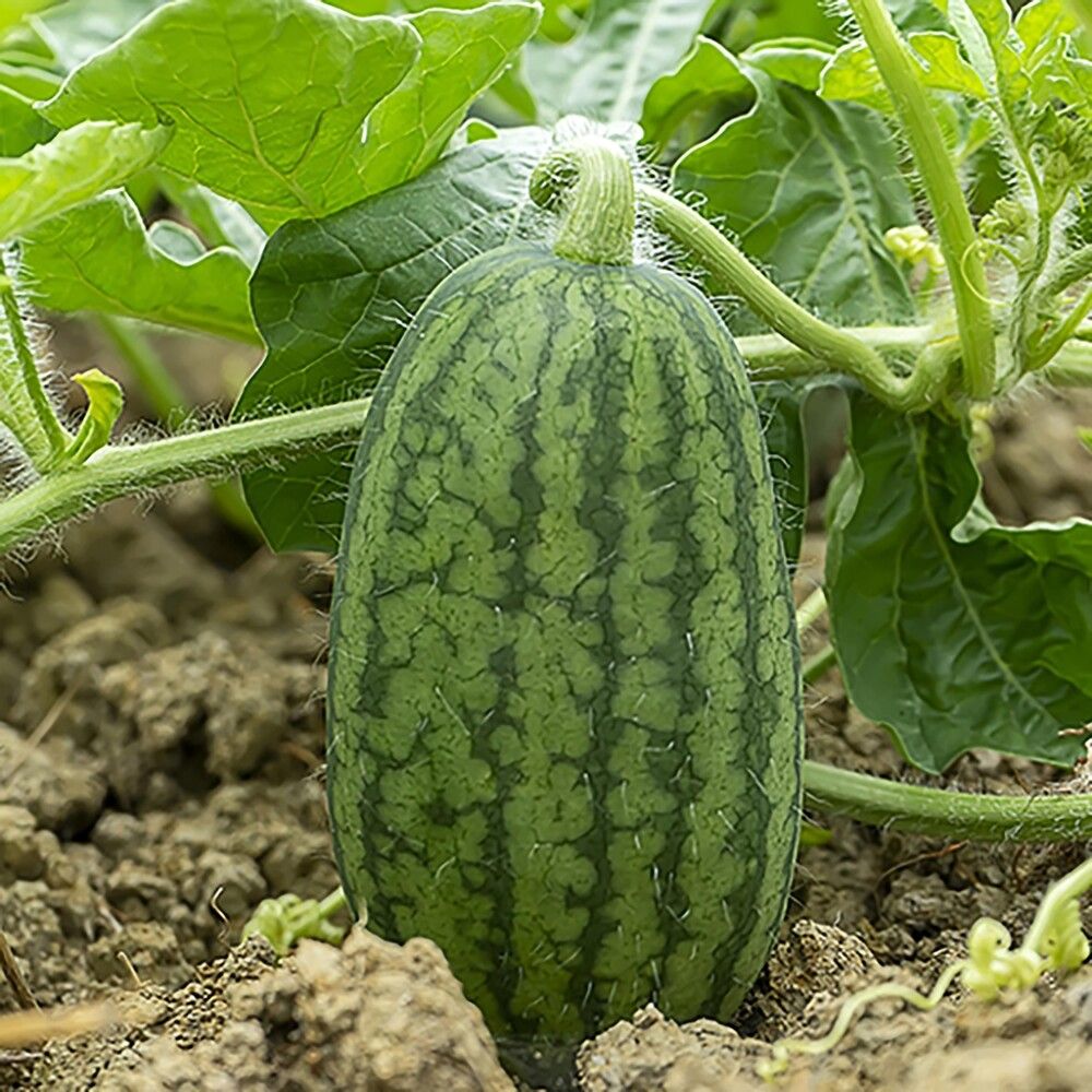 Vesimeloni Kotimainen Ø 9 cm