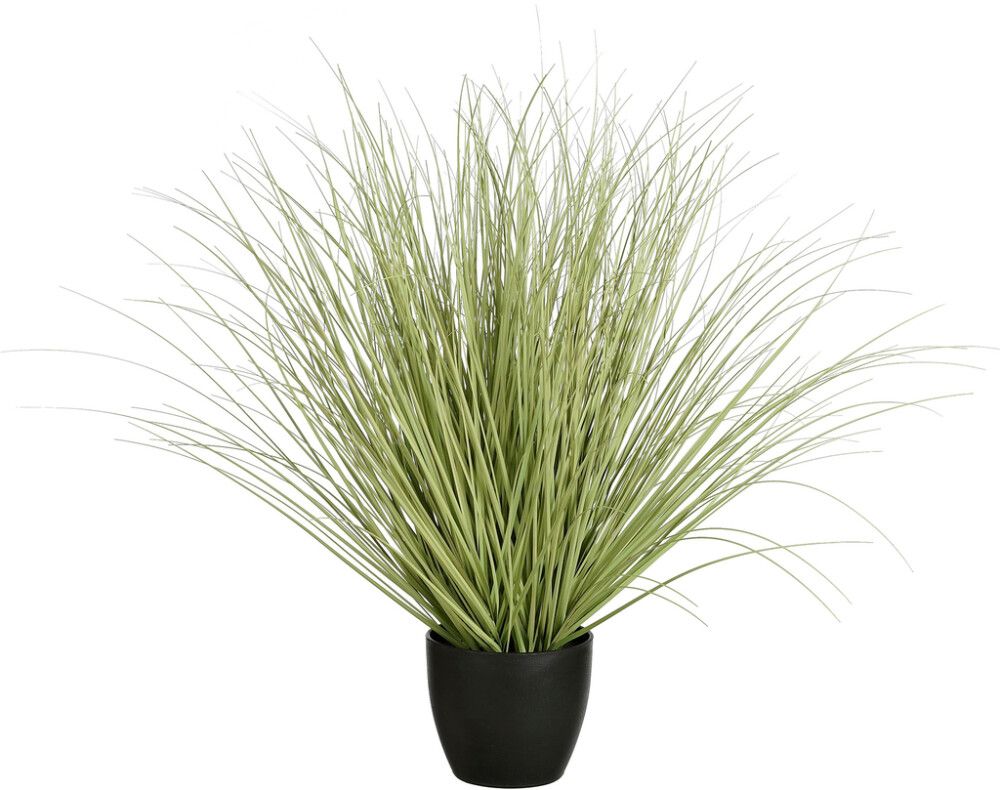 Silkkikasvi Heinä ruukussa 68 cm