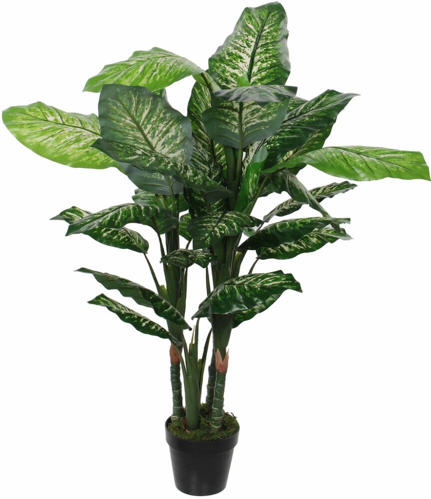 Silkkikasvi Kirjovehka 120 cm