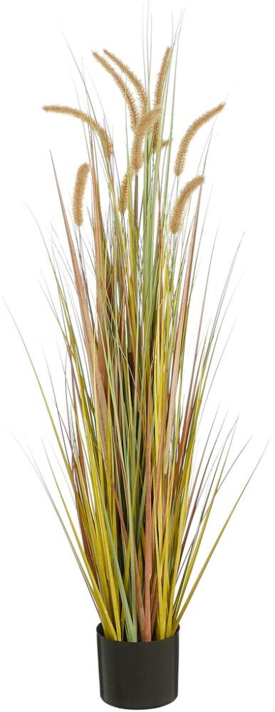 Silkkikasvi Heinä ruukussa 120 cm