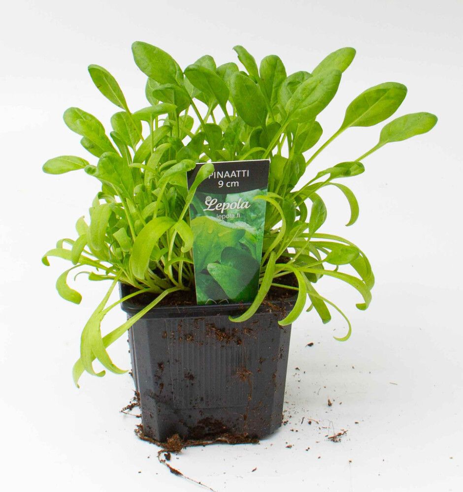 Pinaatti Kotimainen Ø 9 cm