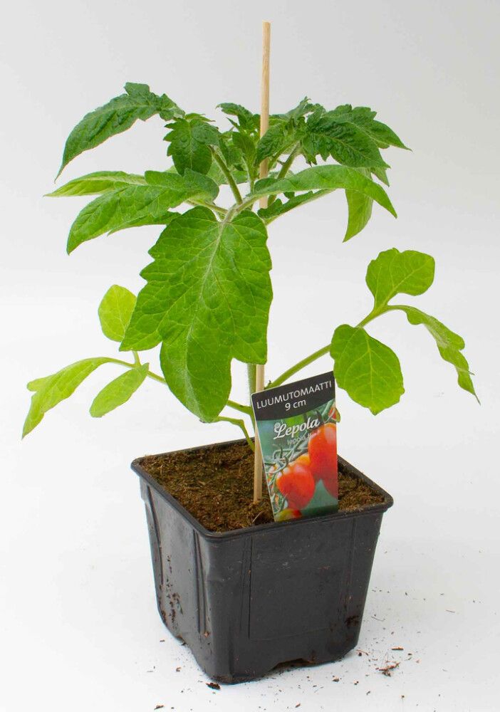 Luumutomaatti Kotimainen Ø 9 cm