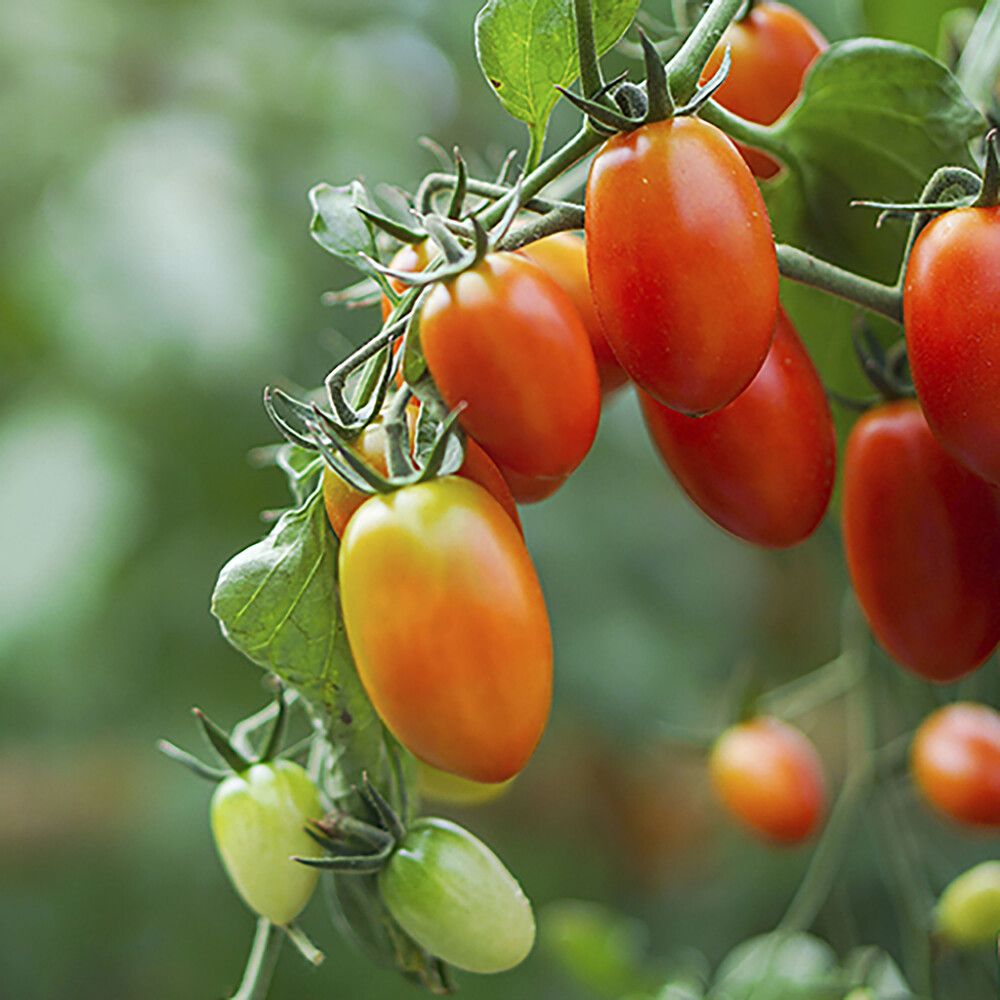 Luumutomaatti Kotimainen Ø 9 cm