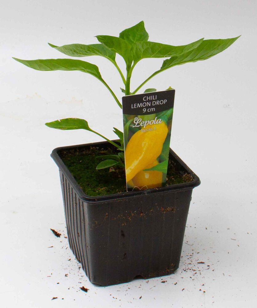 Chili Lemon Drop Kotimainen Ø 9 cm