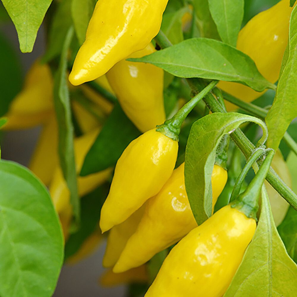 Chili Lemon Drop Kotimainen Ø 9 cm