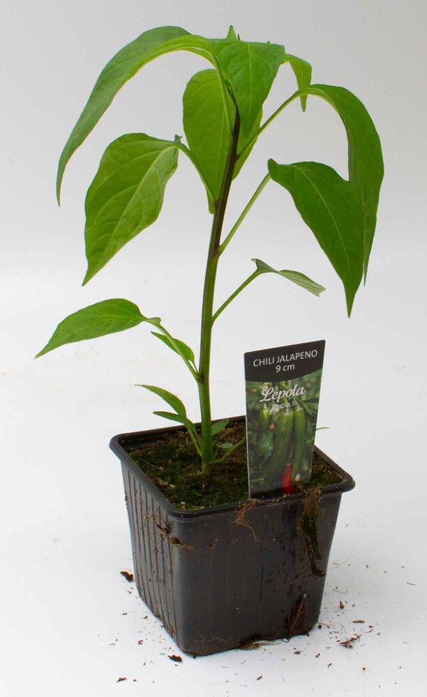 Chili Jalapeno Kotimainen Ø 9 cm