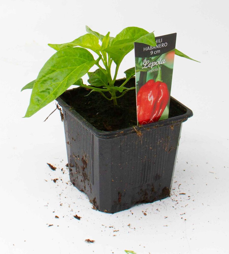 Chili Habanero Kotimainen Ø 9 cm