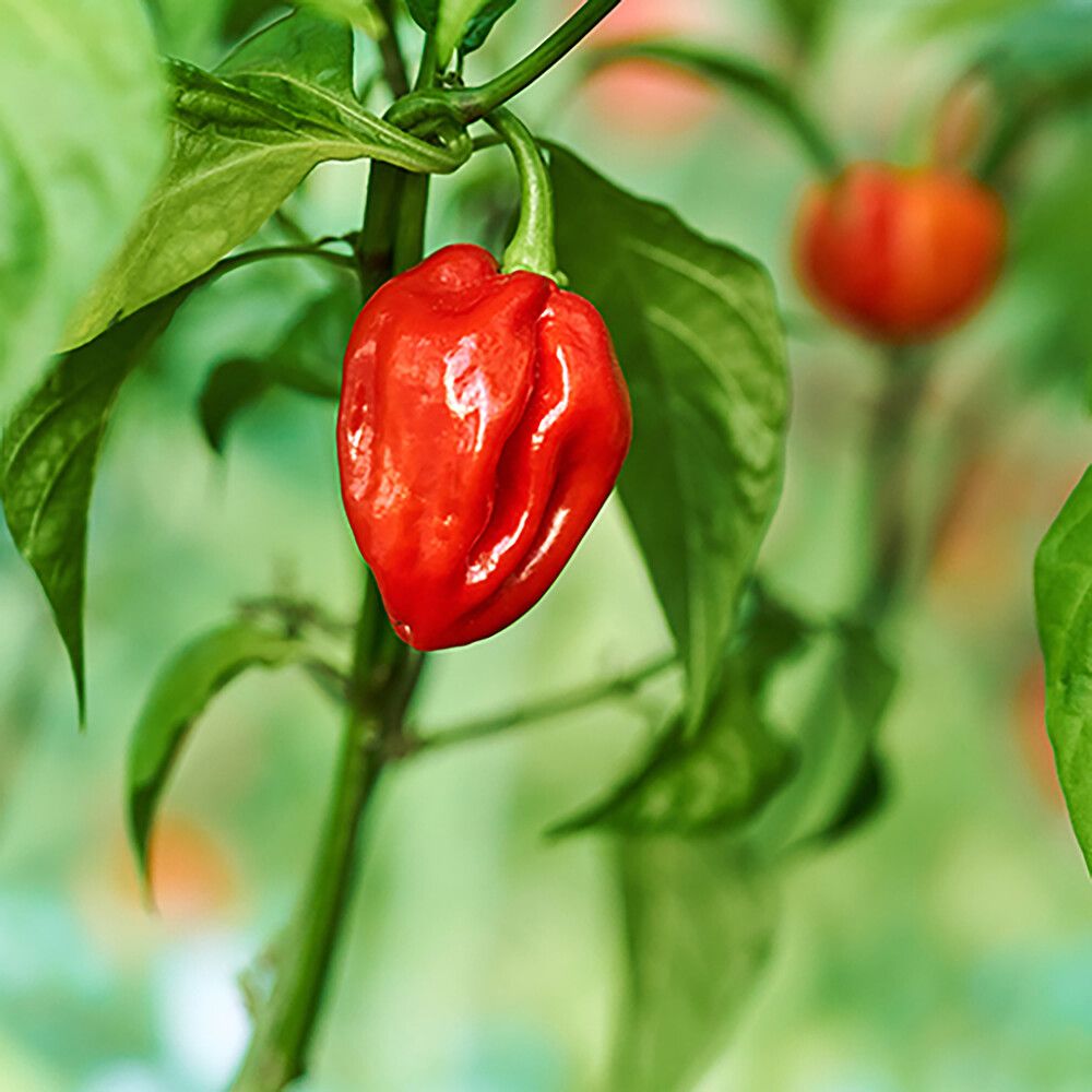 Chili Habanero Kotimainen Ø 9 cm