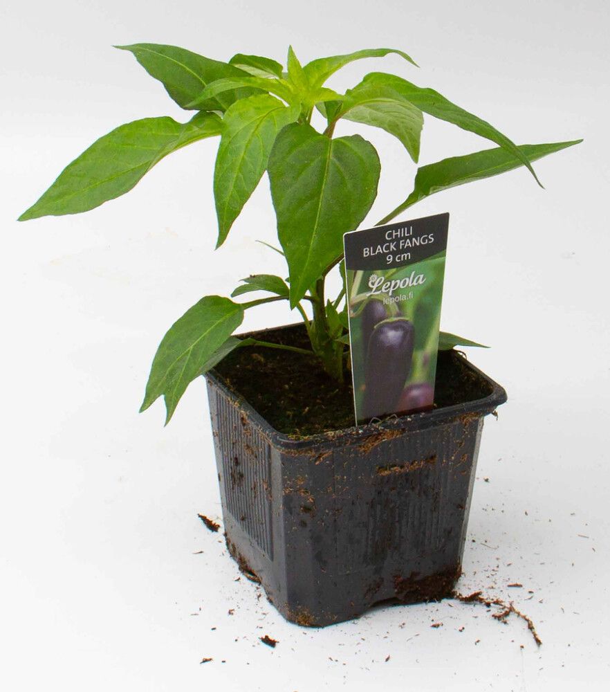 Chili Black Fangs Kotimainen Ø 9 cm
