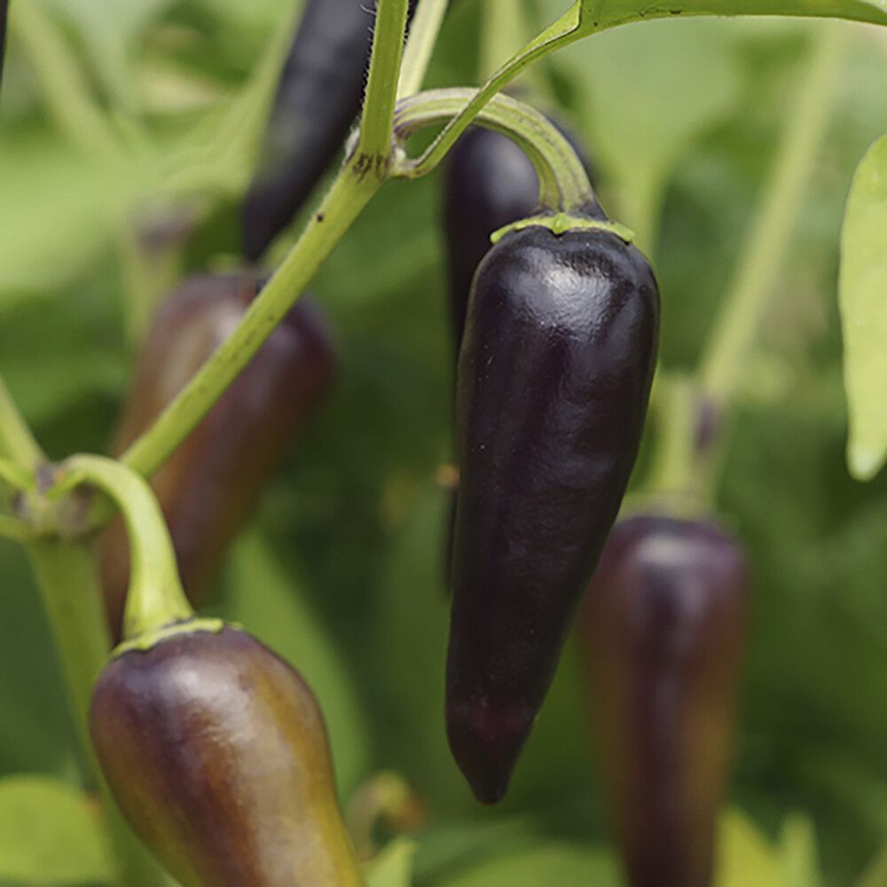 Chili Black Fangs Kotimainen Ø 9 cm