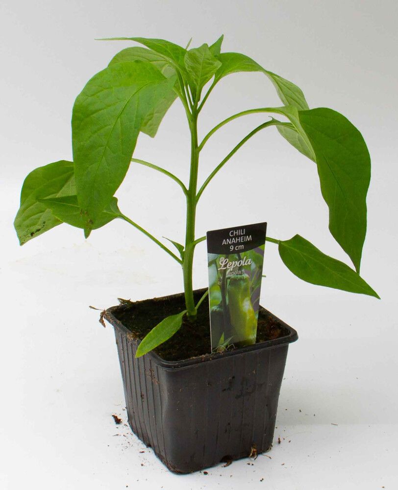 Chili Anaheim Kotimainen Ø 9 cm