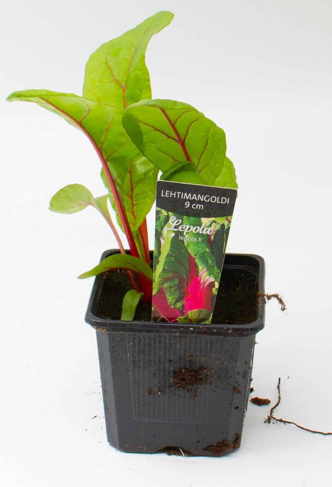 Lehtimangoldi Kotimainen Ø 9 cm