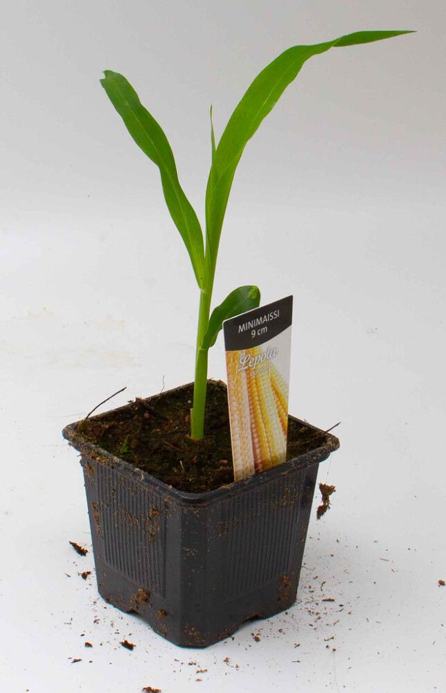 Minimaissi Kotimainen Ø 9 cm