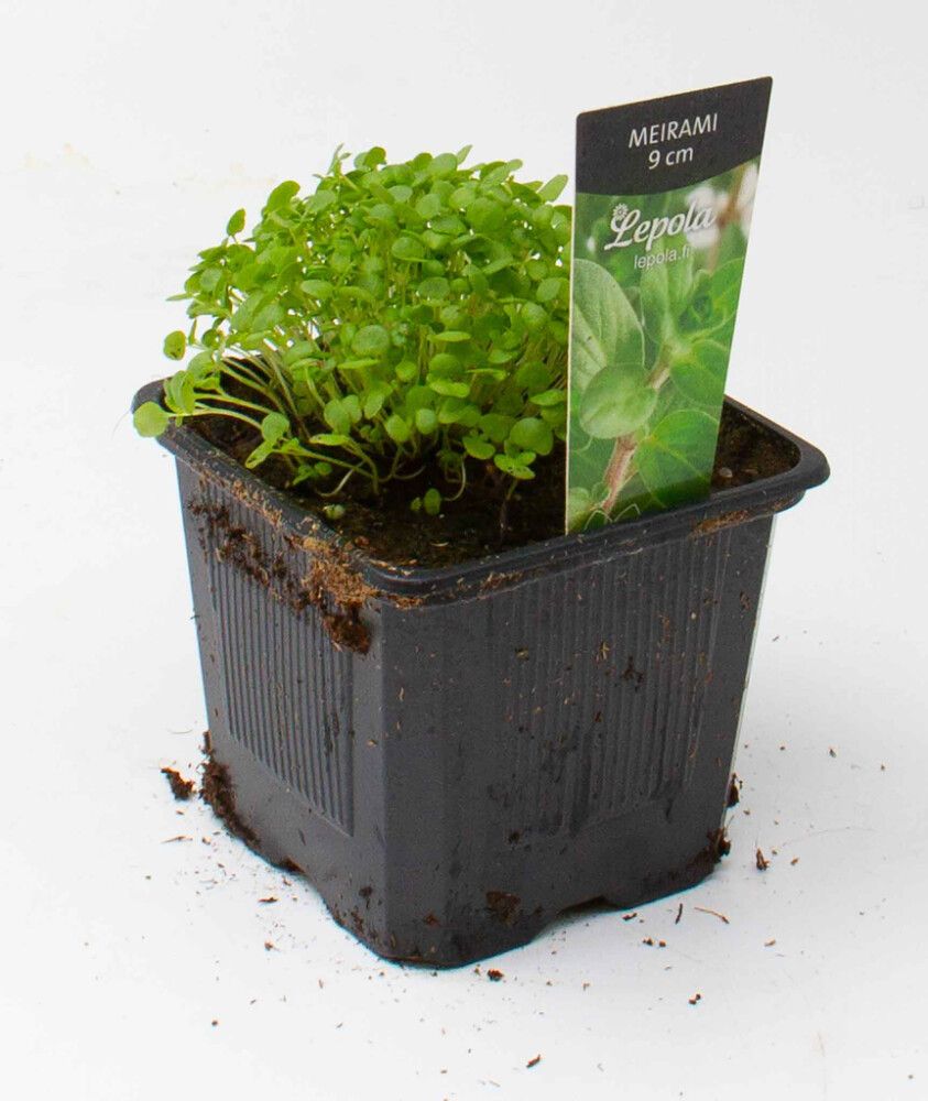 Meirami Kotimainen Ø 9 cm