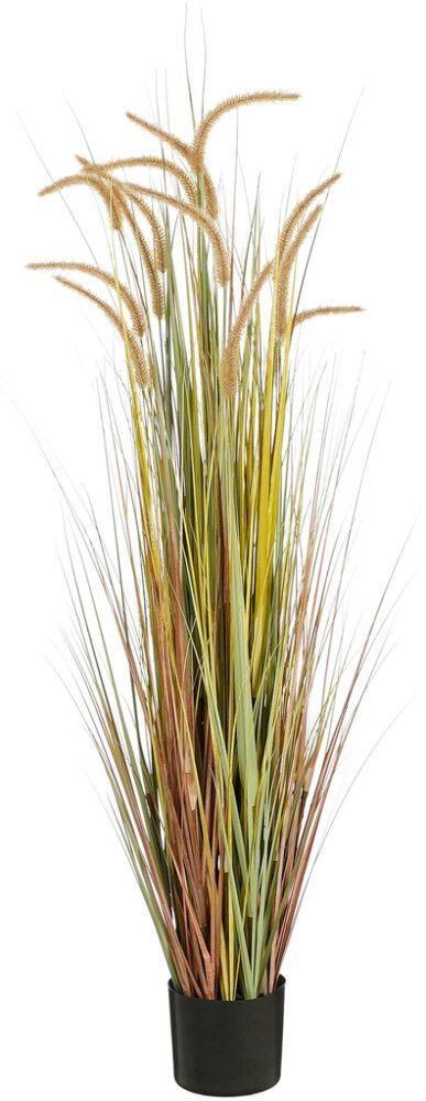 Silkkikasvi Heinä ruukussa 150 cm