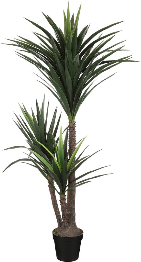 Silkkikasvi Jukkapalmu 3-runkoinen 160 cm