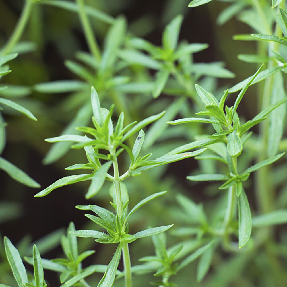 Kynteli Kotimainen Ø 9 cm