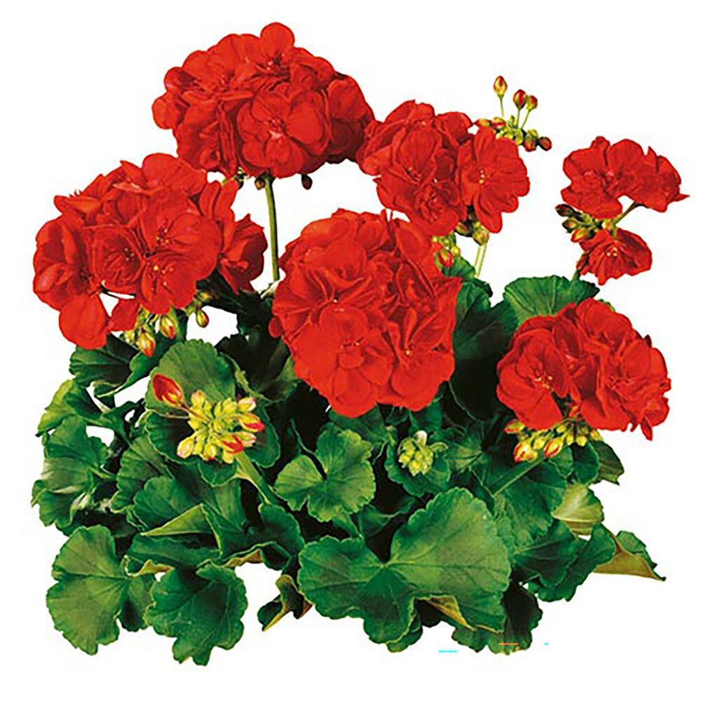 Pelargoni Kotimainen Ø 23 cm