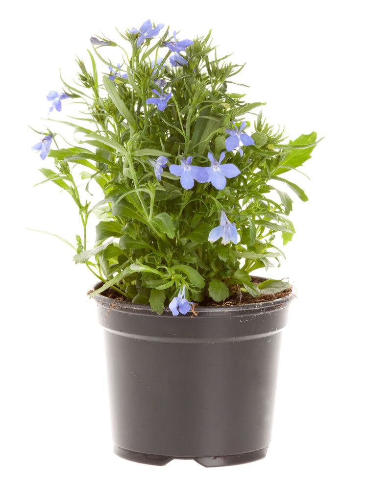 Lobelia Kotimainen Ø 12 cm