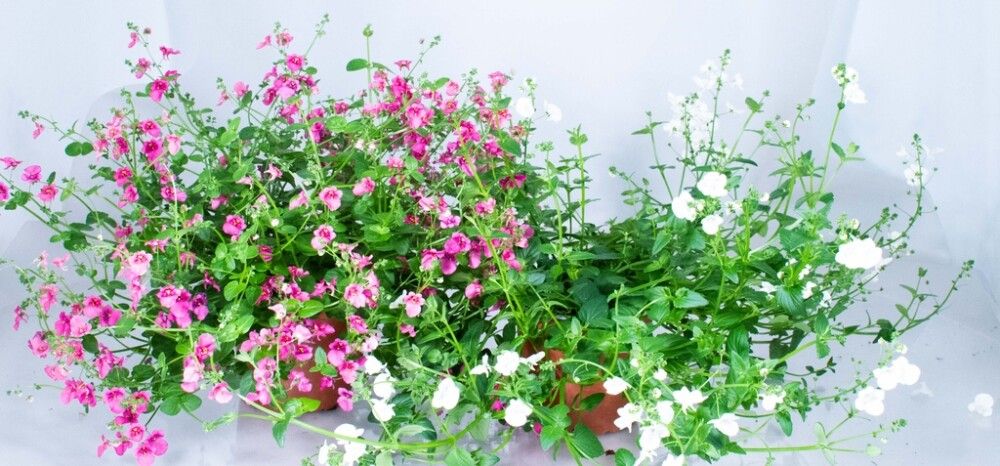 Amppelidiana Kotimainen Ø 12 cm