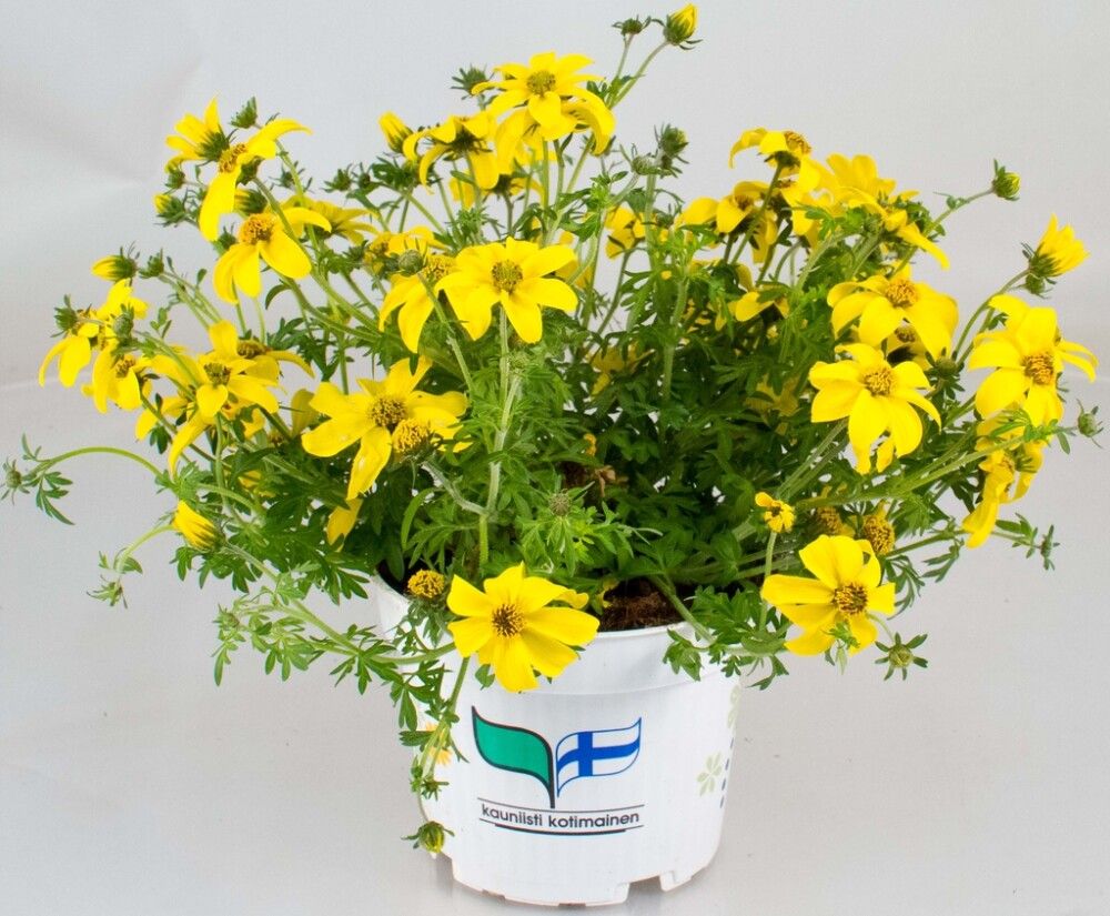 Amppelirusokki Kotimainen Ø 12 cm