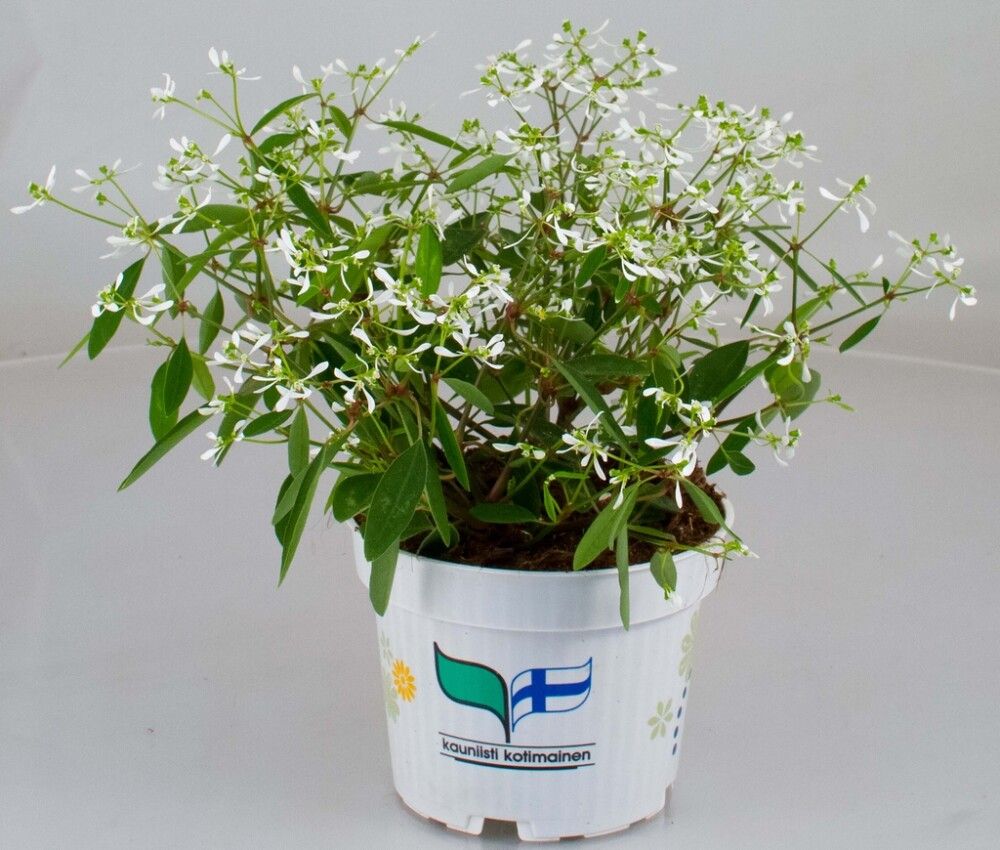 Poutapilvi Kotimainen Ø 12 cm