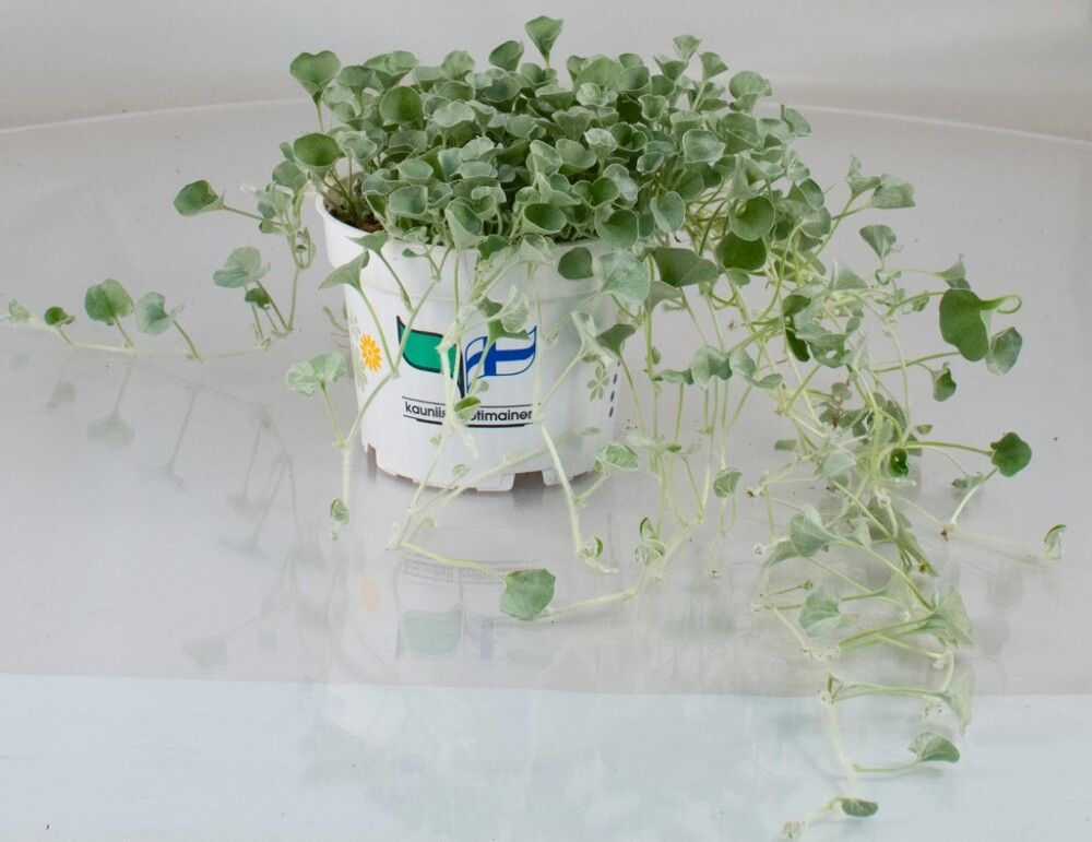 Hopeaputous Kotimainen Ø 12 cm