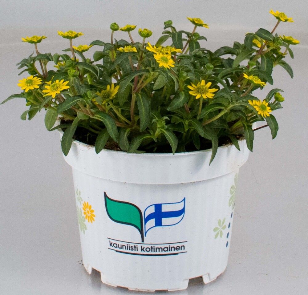 Huovinkukka Kotimainen Ø 12 cm