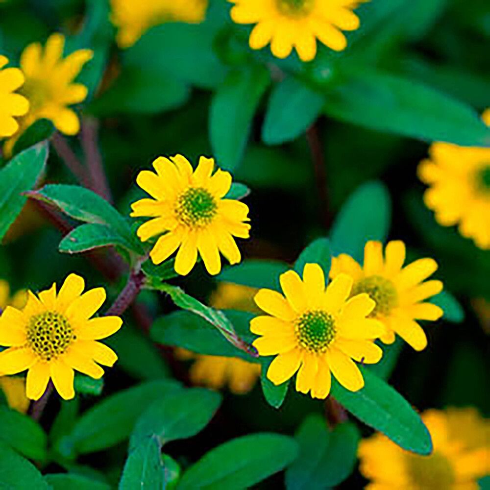 Huovinkukka Kotimainen Ø 12 cm