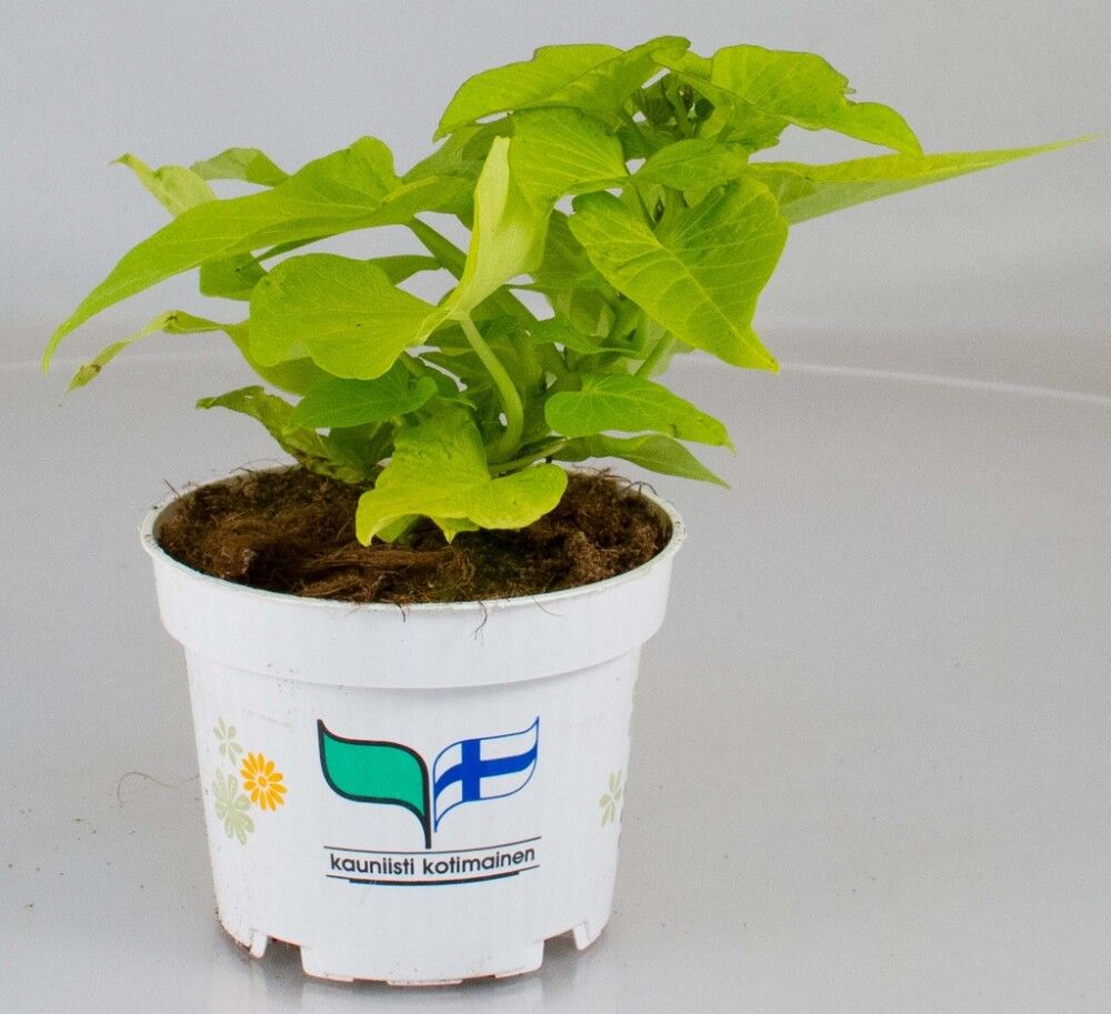 Koristebataatti Kotimainen Ø 12 cm