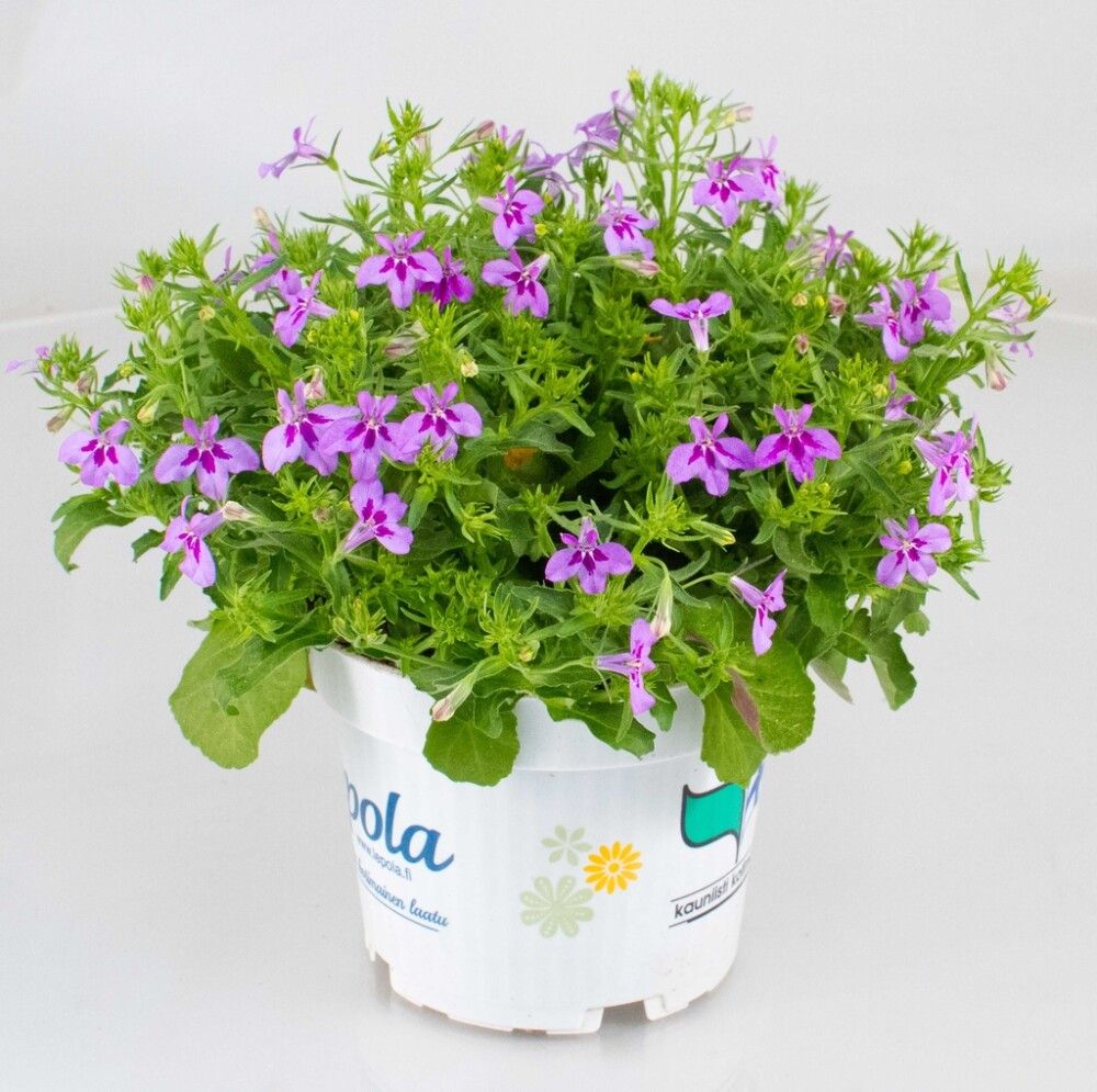 Lobelia Kotimainen Ø 12 cm