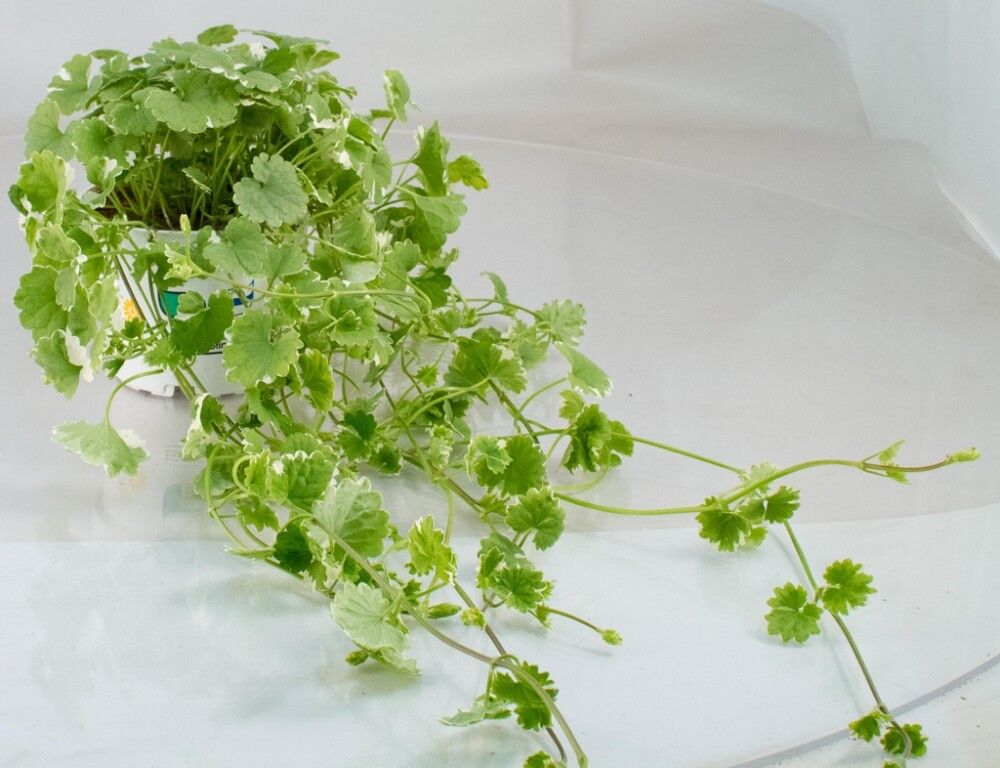 Maahumala Kotimainen Ø 12 cm