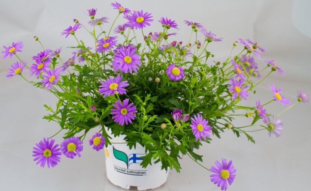 Nukenkaulus Kotimainen Ø 12 cm