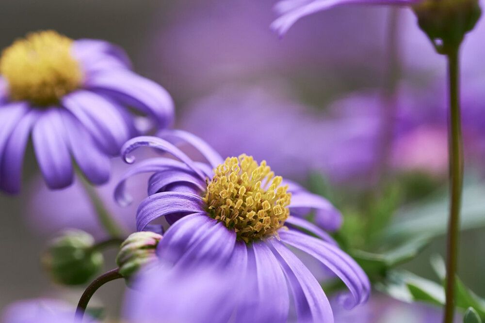 Nukenkaulus Kotimainen Ø 12 cm