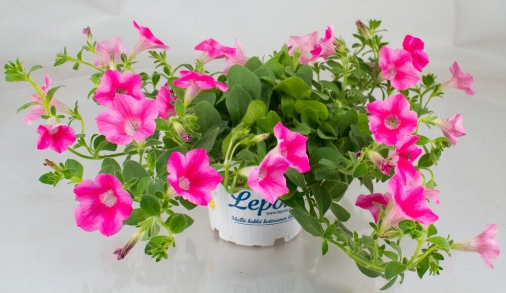 Petunia Kotimainen Ø 12 cm